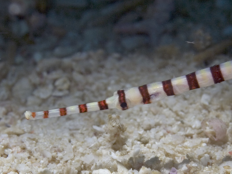 Pipefish, Sibuan West